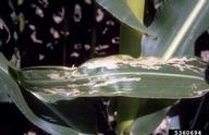 Corn Root Worm